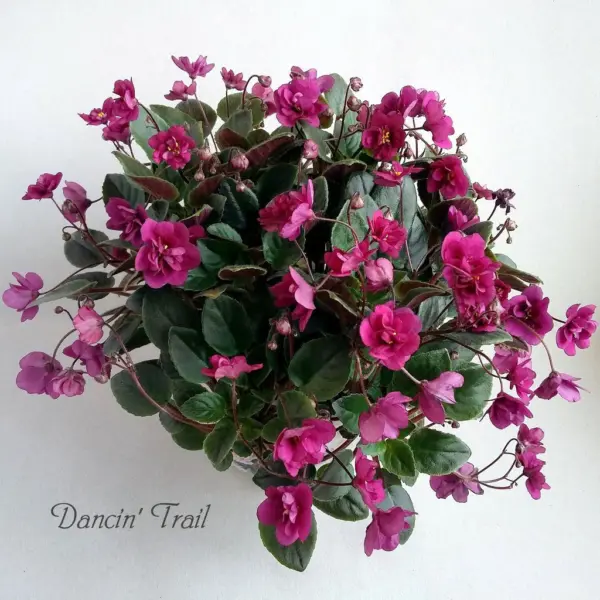 dancin-trail-2-325633
