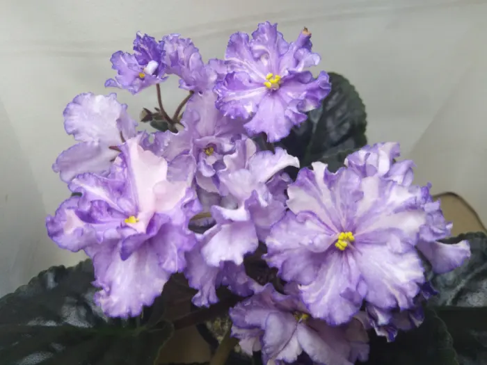 dn-fler-dn-fleur-1-325531