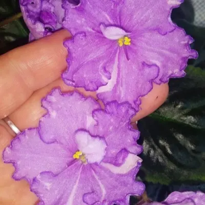 dn-fler-dn-fleur-3-325531