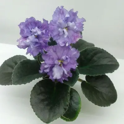dn-fler-dn-fleur-7-325531