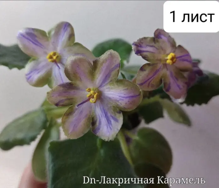 dn-lakrichnaya-karamel-1-328763