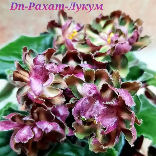 dn-rahat-lukum-2-313244