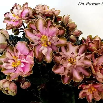 dn-rahat-lukum-6-313244