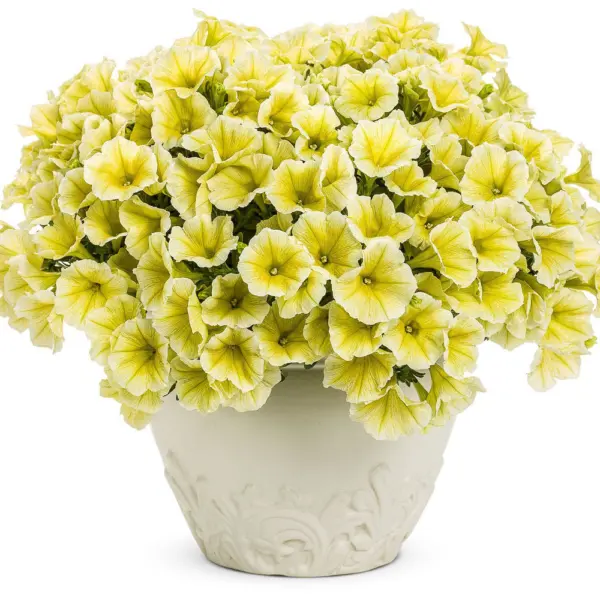 dolche-limonchello-1-344960