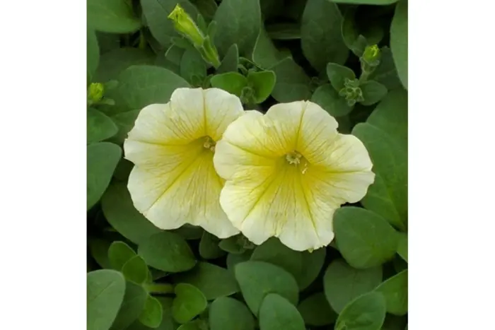 dolche-limonchello-2-344960