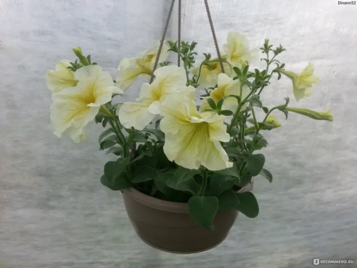 dolche-limonchello-main-344960