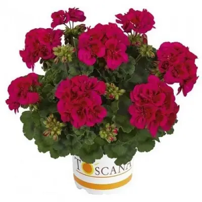 dolche-vita-nensi-3-335706