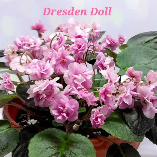 drezden-doll-dresden-doll-1-314105