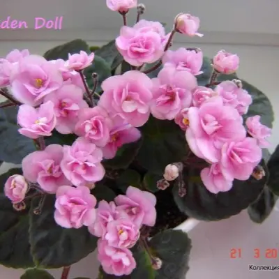 drezden-doll-dresden-doll-6-314105