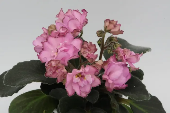 ds-volshebnyy-buton-1-323341