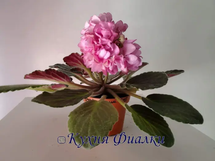ds-volshebnyy-buton-2-323341