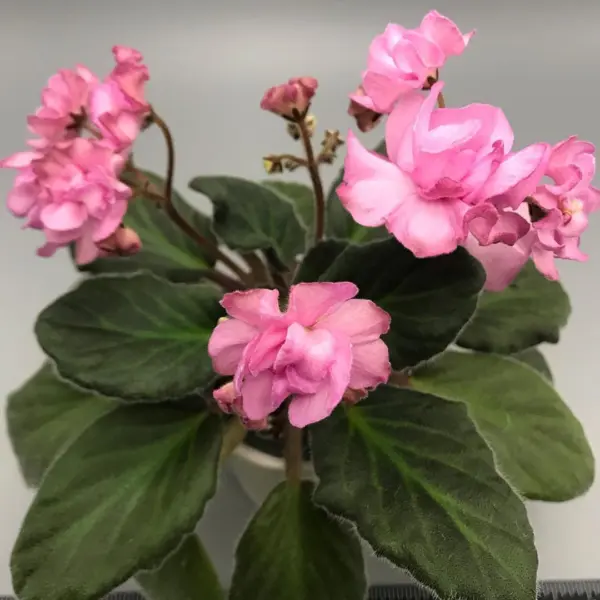 ds-volshebnyy-buton-3-323341
