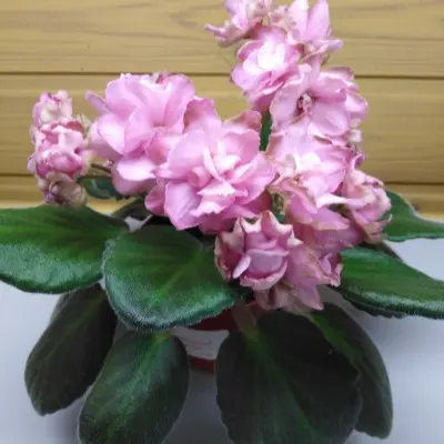 ds-volshebnyy-buton-4-323341