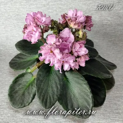 ds-volshebnyy-buton-5-323341