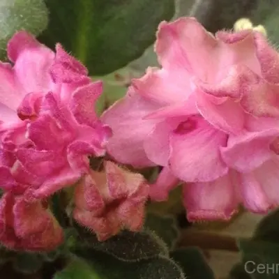 ds-volshebnyy-buton-8-323341