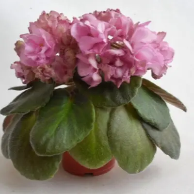 ds-volshebnyy-buton-9-323341