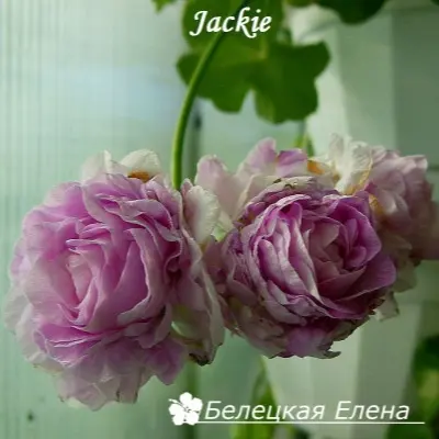 dzheki-jackie-6-333384