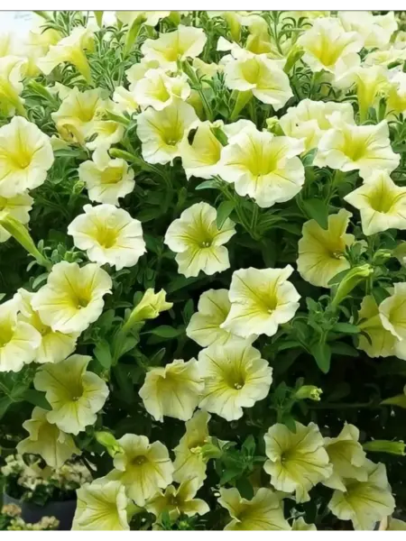 dzhokonda-limonno-zheltaya-1-342778