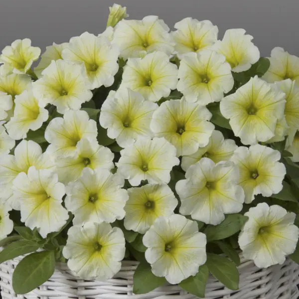 dzhokonda-limonno-zheltaya-2-342778