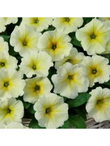 dzhokonda-limonno-zheltaya-3-342778
