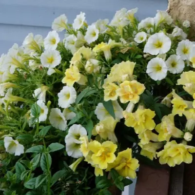 dzhokonda-limonno-zheltaya-5-342778