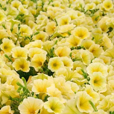 dzhokonda-limonno-zheltaya-6-342778