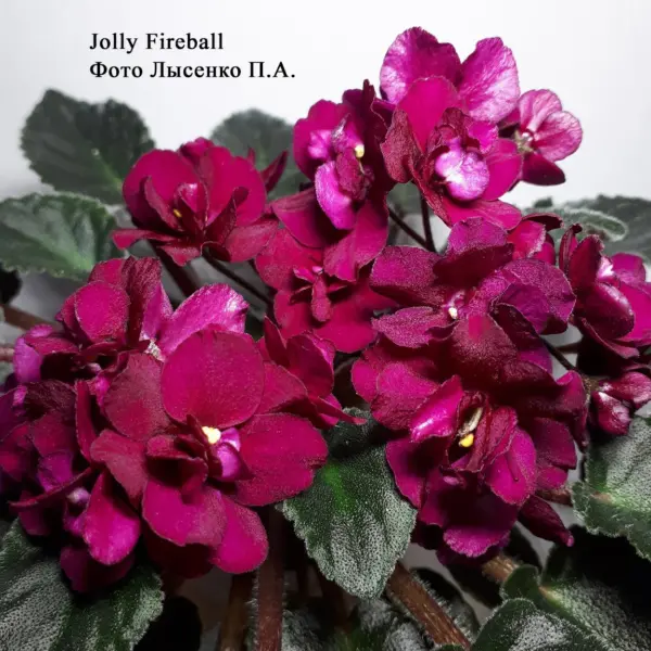 dzholi-fayerbol-jolly-fireball-2-325561