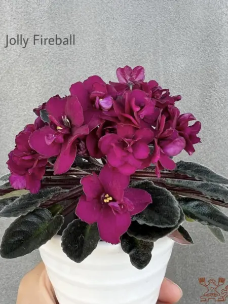 dzholi-fayerbol-jolly-fireball-4-325561