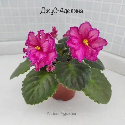 dzhus-adelina-3-321649