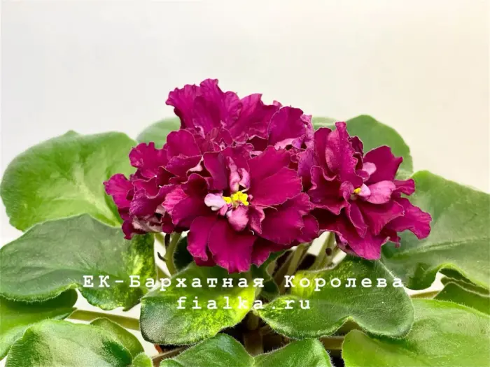 ek-barhatnaya-koroleva-2-328864