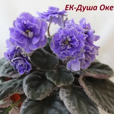 ek-dusha-okeana-11-321958