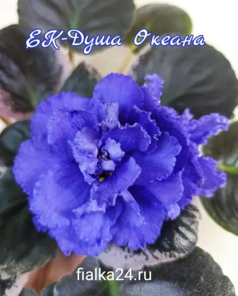 ek-dusha-okeana-5-321958