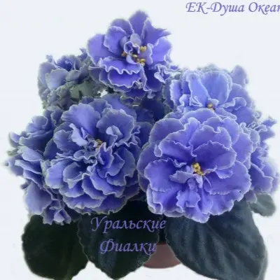 ek-dusha-okeana-9-321958
