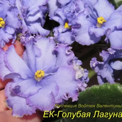 ek-golubaya-laguna-9-318197