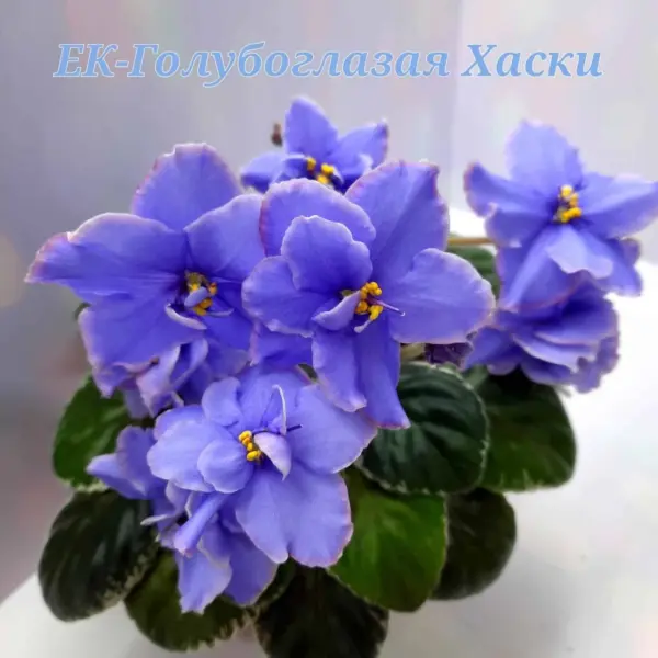 ek-goluboglazaya-haski-2-324278