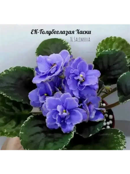 ek-goluboglazaya-haski-3-324278