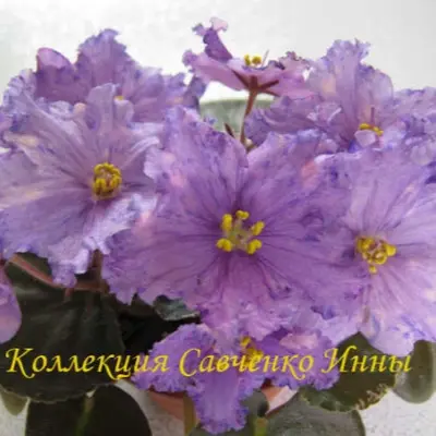 ek-kassiopeya-1-325394