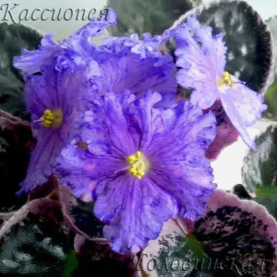 ek-kassiopeya-2-325394