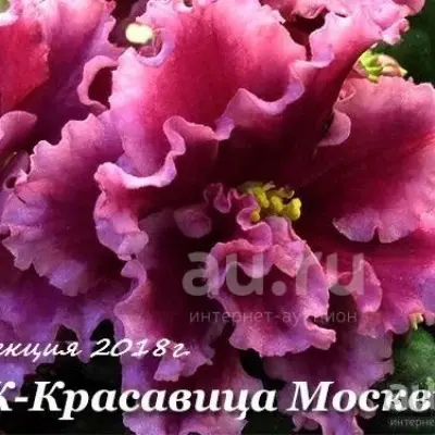 ek-krasavitsa-moskvy-8-325549