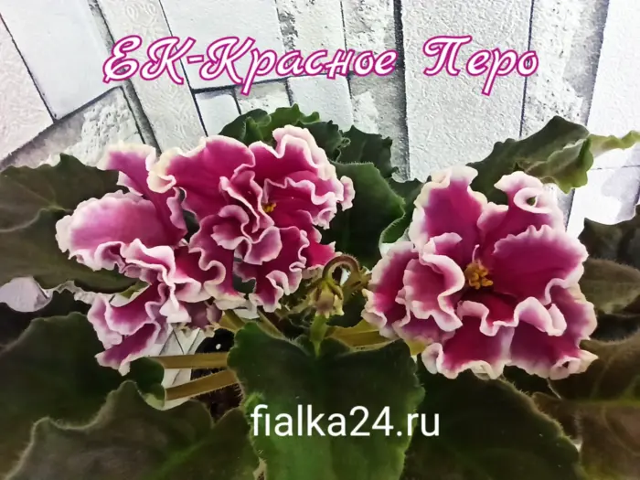 ek-krasnoe-pero-2-316898