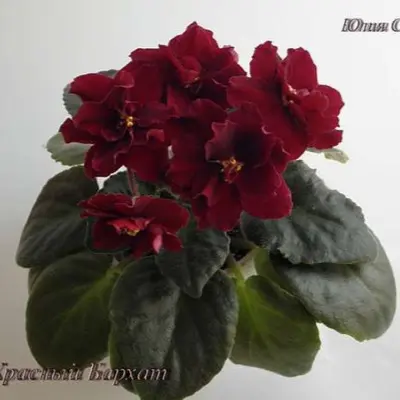 ek-krasnyy-barhat-11-330899