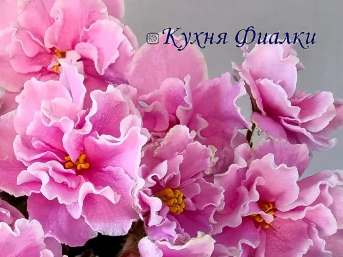 ek-lyubasha-5-318073