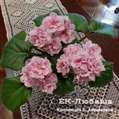 ek-lyubasha-9-318073