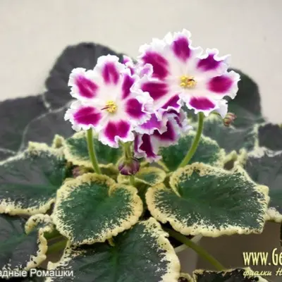ek-marmeladnye-romashki-6-315372