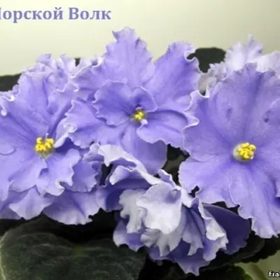 ek-morskoy-volk-9-314380