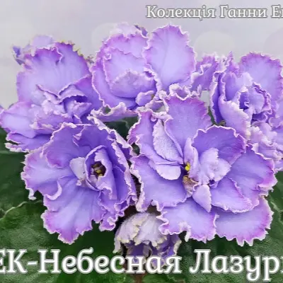 ek-nebesnaya-lazur-4-324290