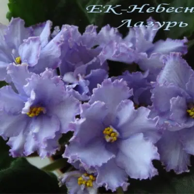 ek-nebesnaya-lazur-9-324290