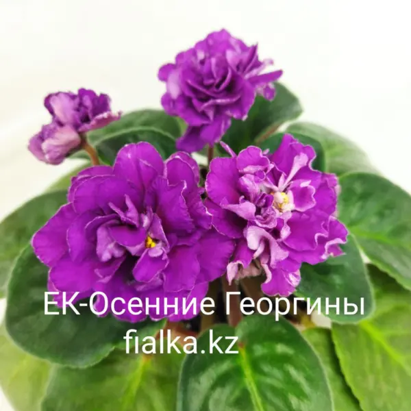ek-osennie-georginy-1-319083