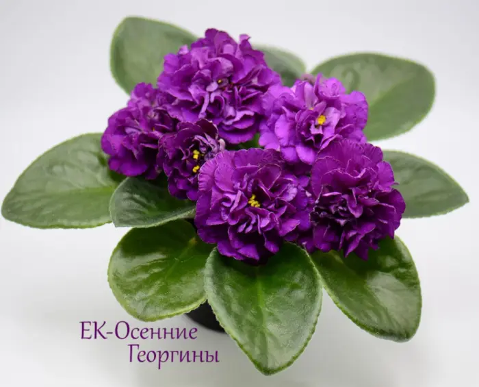 ek-osennie-georginy-4-319083