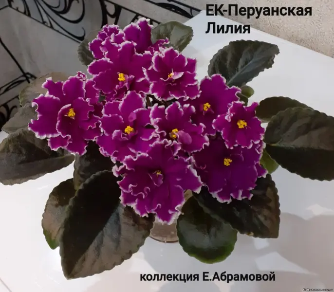 ek-peruanskaya-liliya-4-315793